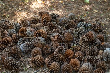 Çam kozalaklarının doğal dokusu Kış Dekorasyonu Konsepti