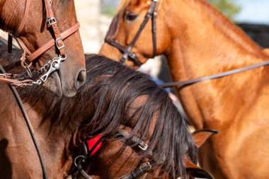 Bridles 'le Üç At Bir Geçit Töreninde Bir Binicilik Etkinliği Konsepti