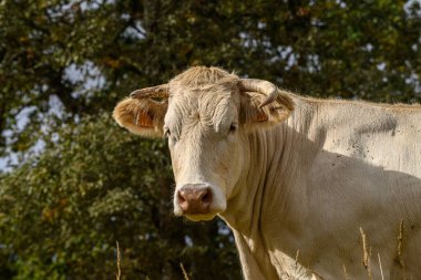 bir alandaki süt ineği