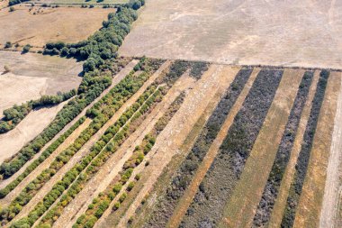 A Striped Pattern of a Rural Landscape The Concept of a Graphic Design