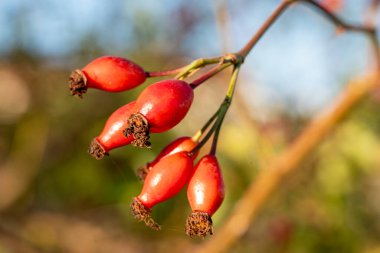 Sonbaharda bir Köpek Gülünün Kırmızı Meyveleri Sağlıklı Yemek Konsepti