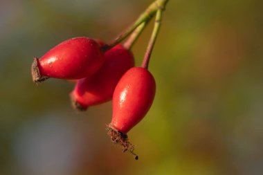 Bir dalda Parlak Rosehips Sonbahar Hasadı Konsepti