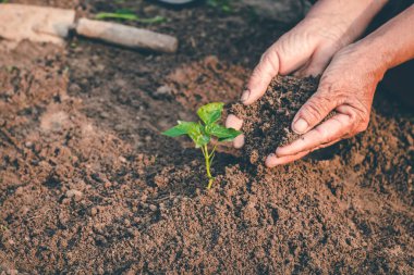 Ormana ağaç dikmek için el, aşk için farkındalık yaratmak için vahşi bitki konsepti..