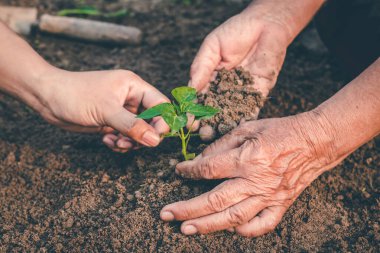 Ormana ağaç dikmek için el, aşk için farkındalık yaratmak için vahşi bitki konsepti..