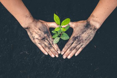Ormana ağaç dikmek için el, aşk için farkındalık yaratmak için vahşi bitki konsepti..