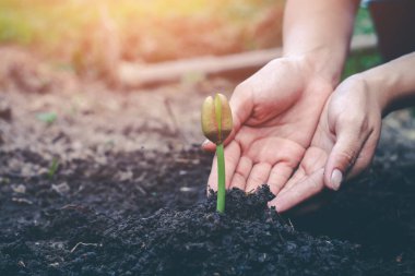 Ağaç dikmek için elinizi kapayın. Ormanı koruma kavramı..