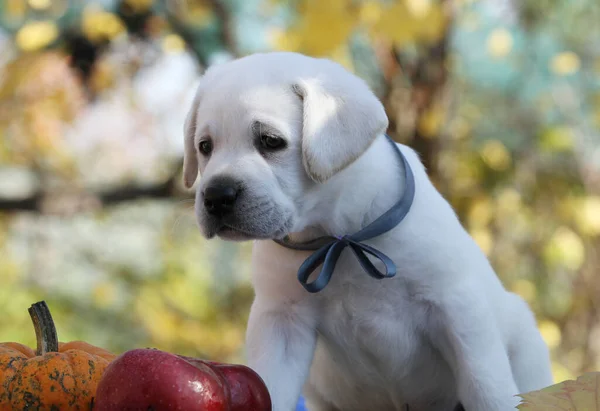 Ein Gelber Labrador Retriever Herbst Nahaufnahme Porträt — Stockfoto