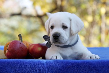 Güzel sarı labrador retriever sonbaharda yakın plan portresi