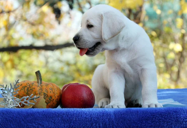 Gelber Labrador Retriever Herbst Nahaufnahme Porträt — Stockfoto