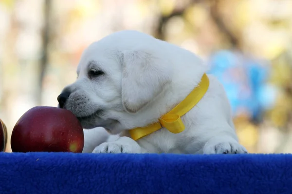 Zoete Mooie Gele Labrador Retriever Herfst Close Portret — Stockfoto