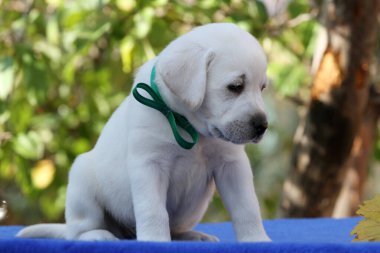 Sonbaharda güzel sarı bir Labrador Retriever. Yakın plan portresi.