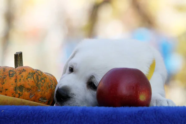 Der Hübsche Gelbe Labrador Retriever Herbst Nahaufnahme Portrait — Stockfoto
