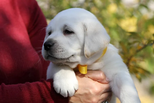 Süße Schöne Gelbe Labrador Retriever Herbst Nahaufnahme Porträt — Stockfoto