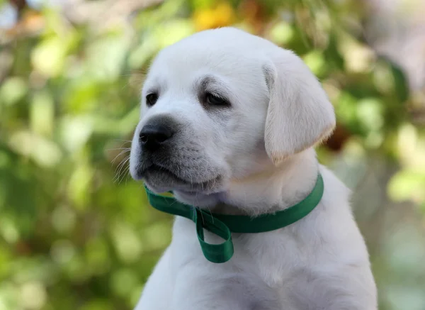 Schöne Süße Schöne Gelbe Labrador Retriever Herbst Nahaufnahme Porträt — Stockfoto