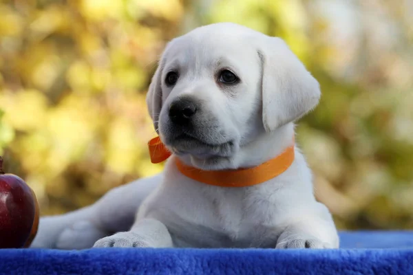 Een Zoete Mooie Gele Labrador Retriever Herfst Close Portret — Stockfoto