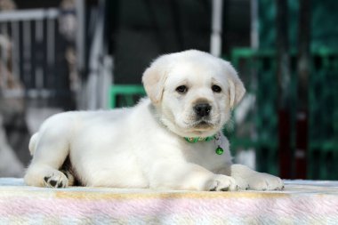 İlkbaharda sarı labrador Retriever portresi