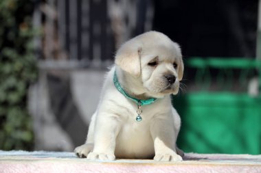 İlkbaharda sarı labrador Retriever portresi