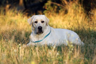 Sonbaharda sarı labrador Retriever portresi