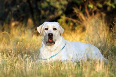 Sonbaharda sarı labrador Retriever portresi