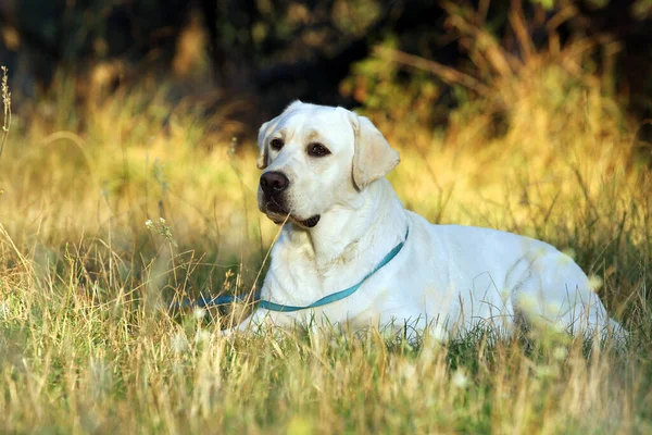Sonbaharda Sarı Labrador Retriever Portresi — Stok fotoğraf