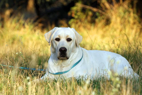 Amarelo Labrador Retriever Outono Close Retrato — Fotografia de Stock