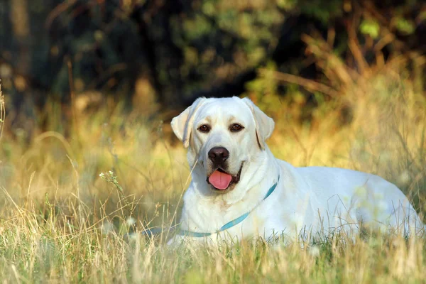 Gul Labrador Retriever Hösten Närbild Porträtt — Stockfoto