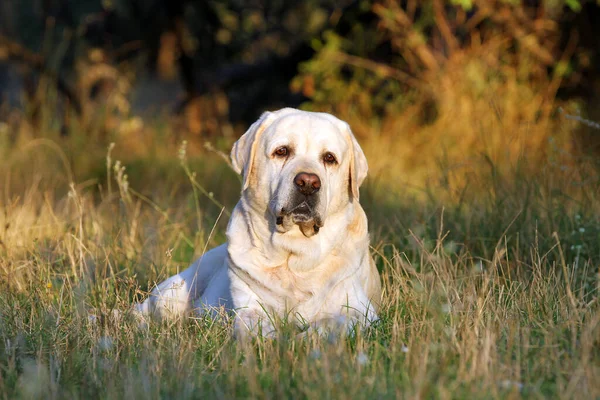 Gul Labrador Retriever Hösten Närbild Porträtt — Stockfoto