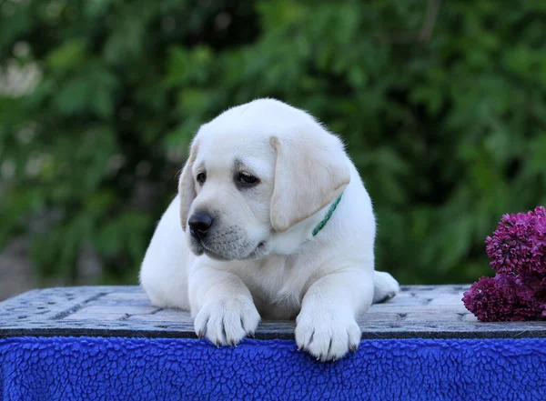 Gul Labrador Retriever Våren Närbild Porträtt — Stockfoto