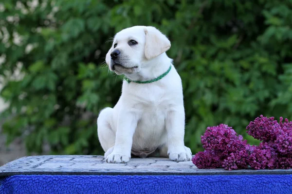 Yellow Labrador Retriever Spring Close Portrait — Stock Photo, Image