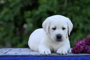 İlkbaharda sarı labrador Retriever portresi