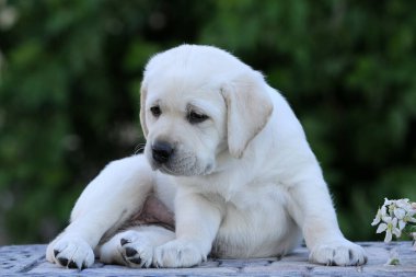 İlkbaharda sarı labrador Retriever portresi