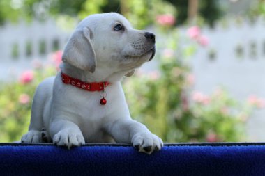 İlkbaharda sarı labrador Retriever portresi