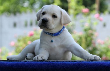 İlkbaharda sarı labrador Retriever portresi