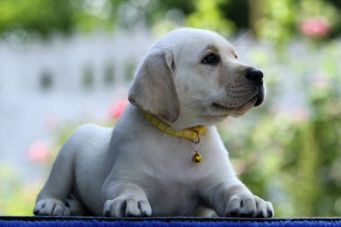 İlkbaharda sarı labrador Retriever portresi