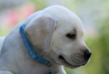 İlkbaharda sarı labrador Retriever portresi