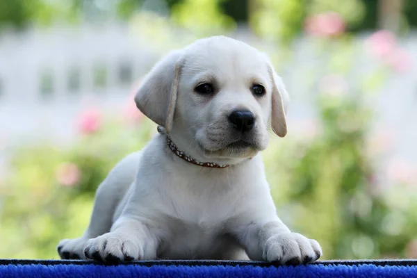 春天的黄色拉布拉多猎犬近距离肖像画 — 图库照片