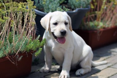 Yazın sarı labrador Retriever portresi