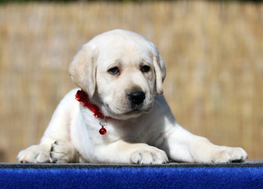Yazın sarı labrador Retriever portresi