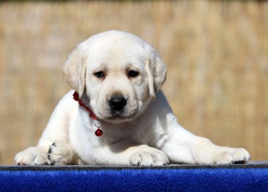 Yazın sarı labrador Retriever portresi