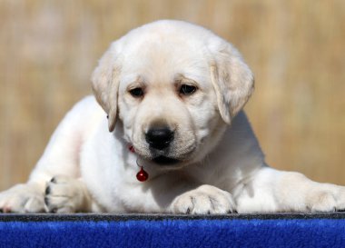 Yazın sarı labrador Retriever portresi