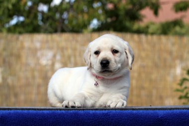 Yazın sarı labrador Retriever portresi