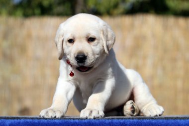 Yazın sarı labrador Retriever portresi