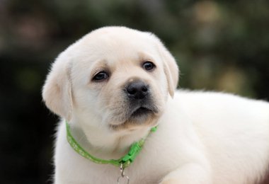 Yazın sarı labrador Retriever portresi