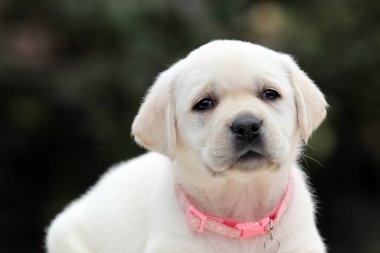 Yazın sarı labrador Retriever portresi