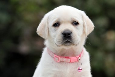 Yazın sarı labrador Retriever portresi