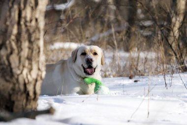 sarı labrador retriever kışın yakından portre