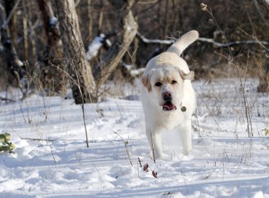 sarı labrador retriever kışın yakından portre