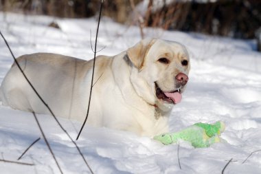 sarı labrador retriever kışın yakından portre