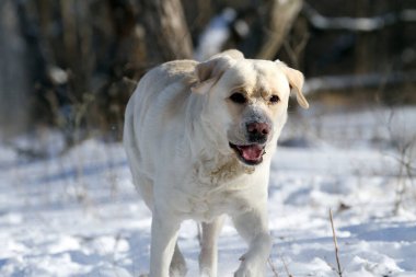 sarı labrador retriever kışın yakından portre