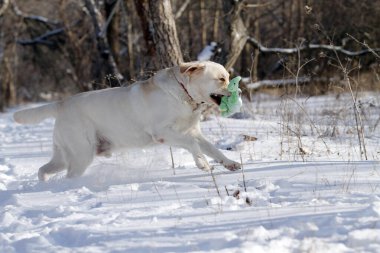 sarı labrador retriever kışın yakından portre